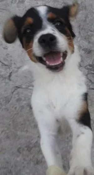 Cachorro raça Sem raça definida idade  nome Nina