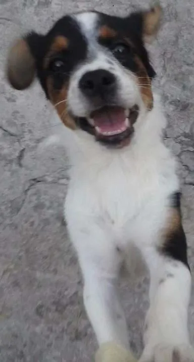 Cachorro ra a Sem raça definida idade  nome Nina