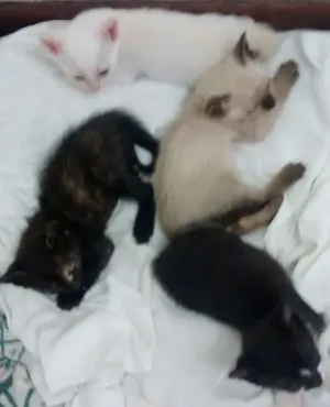 Gato raça SRD idade Abaixo de 2 meses nome Filhotinhos