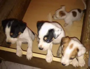 Cachorro raça  idade 2 a 6 meses nome filhotes