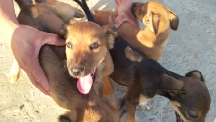 Cachorro ra a RAÇA INDEFINIDA  idade 2 a 6 meses nome SEM NOME