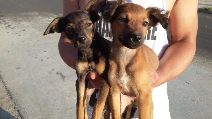 Cachorro ra a RAÇA INDEFINIDA  idade 2 a 6 meses nome SEM NOME