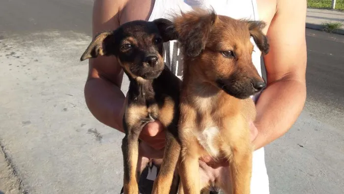 Cachorro ra a RAÇA INDEFINIDA  idade 2 a 6 meses nome SEM NOME