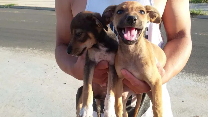 Cachorro ra a RAÇA INDEFINIDA  idade 2 a 6 meses nome SEM NOME