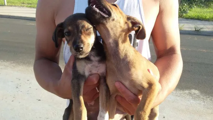 Cachorro ra a RAÇA INDEFINIDA  idade 2 a 6 meses nome SEM NOME