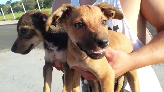 Cachorro ra a RAÇA INDEFINIDA  idade 2 a 6 meses nome SEM NOME