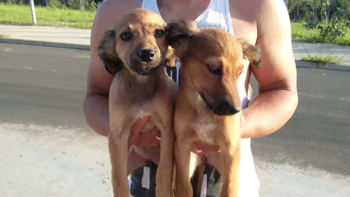 Cachorro ra a RAÇA INDEFINIDA  idade 2 a 6 meses nome SEM NOME