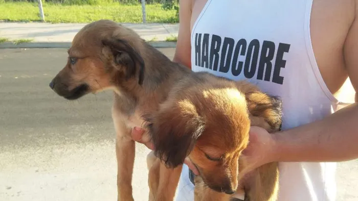 Cachorro ra a RAÇA INDEFINIDA  idade 2 a 6 meses nome SEM NOME