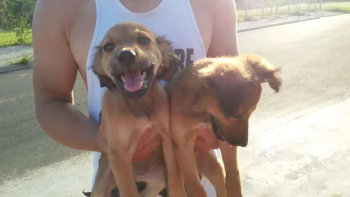 Cachorro ra a RAÇA INDEFINIDA  idade 2 a 6 meses nome SEM NOME