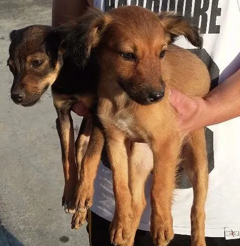 Cachorro ra a RAÇA INDEFINIDA  idade 2 a 6 meses nome SEM NOME