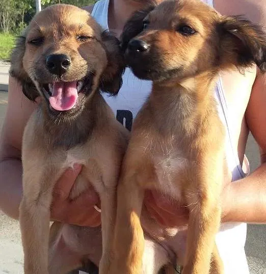 Cachorro ra a RAÇA INDEFINIDA  idade 2 a 6 meses nome SEM NOME