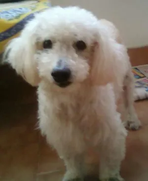 Cachorro raça Poodlle idade 6 ou mais anos nome Hulk