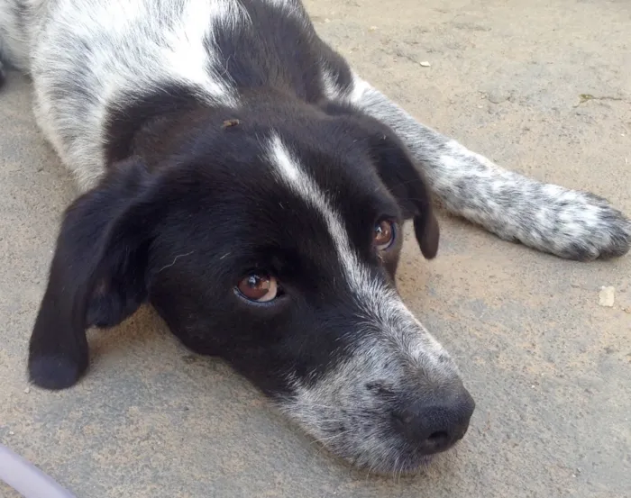 Cachorro raça Srd idade 2 a 6 meses nome Dominique