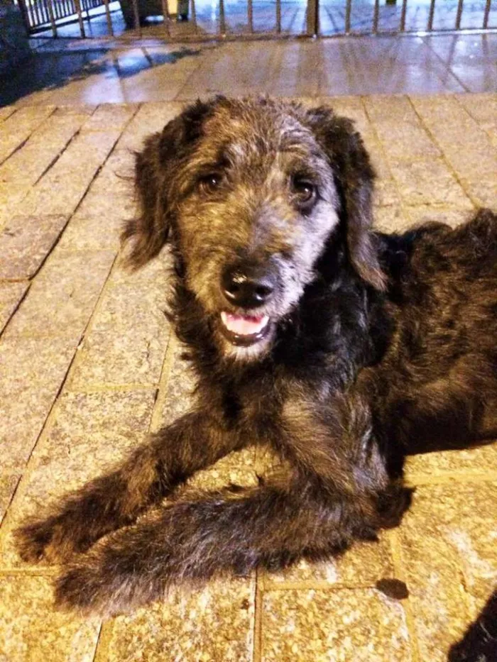 Cachorro ra a  idade  nome S/N