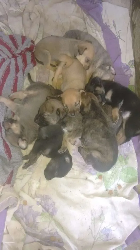 Cachorro ra a Vira lata  idade Abaixo de 2 meses nome Não tem Nome