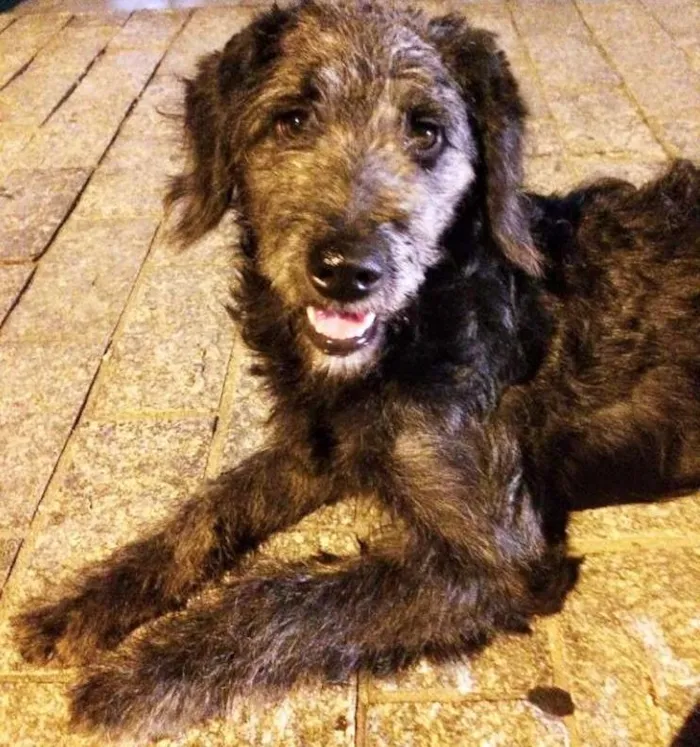 Cachorro ra a  idade  nome S/N