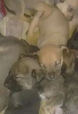Cachorro ra a Vira lata  idade Abaixo de 2 meses nome Não tem Nome