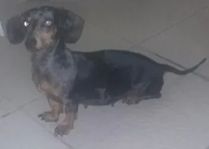 Cachorro raça dashaund idade 6 ou mais anos nome Peteka GRATIFICA