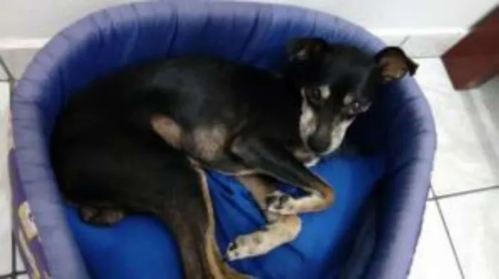 Cachorro ra a Pinscher idade 6 ou mais anos nome Foguinho