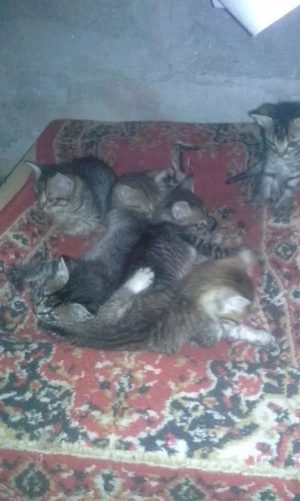 Gato ra a Vira lata idade 2 a 6 meses nome Nao tem