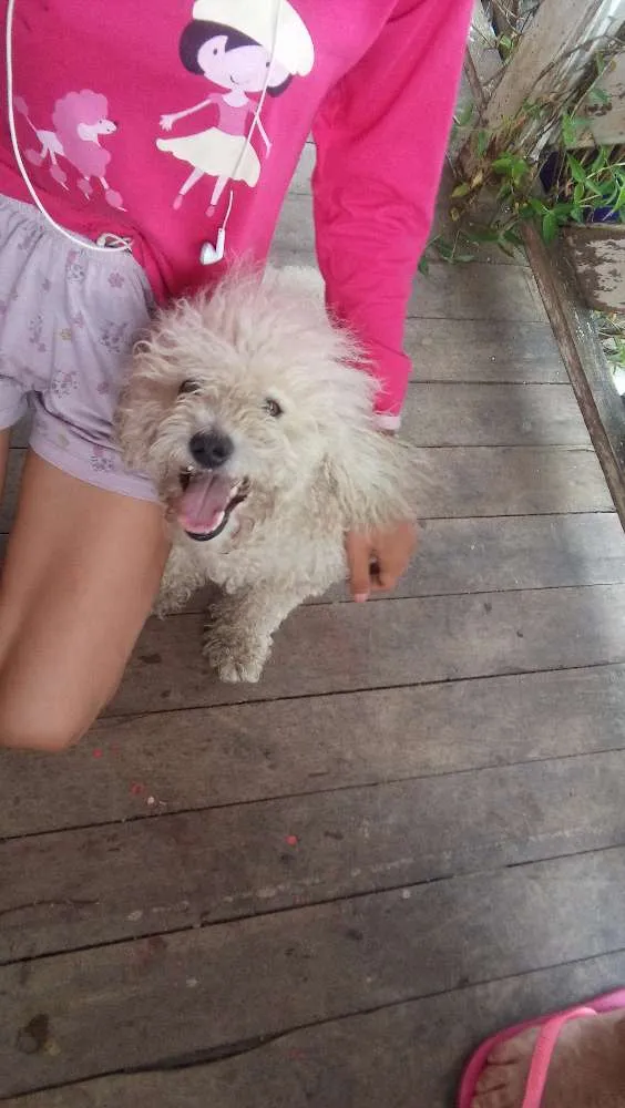 Cachorro ra a Pudol idade 1 ano nome Bili