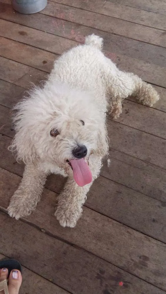 Cachorro ra a Pudol idade 1 ano nome Bili