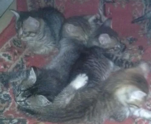 Gato ra a Vira lata idade 2 a 6 meses nome Nao tem