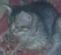 Gato raça Vira lata idade 2 a 6 meses nome Nao tem
