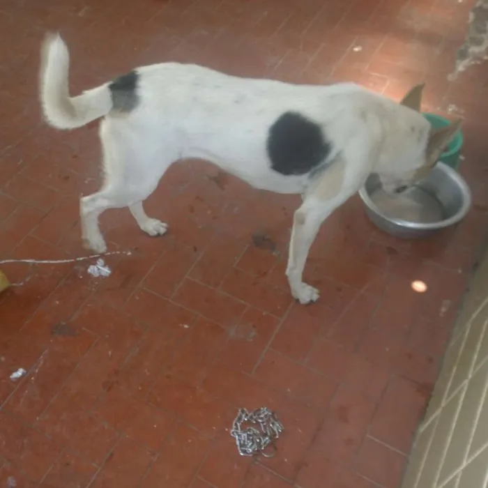 Cachorro ra a SRD idade 3 anos nome Cici