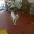 Cici