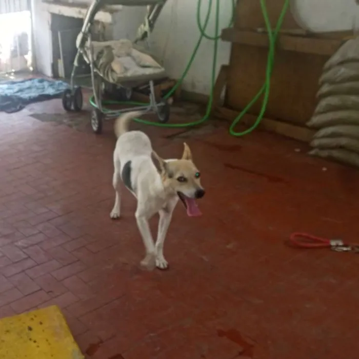 Cachorro ra a SRD idade 3 anos nome Cici