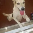 Cici