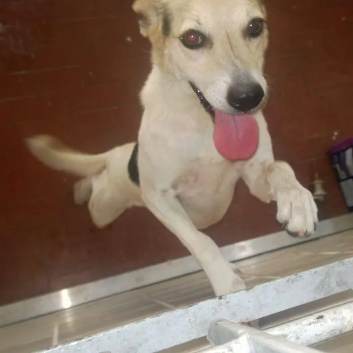 Cachorro ra a SRD idade 3 anos nome Cici