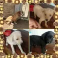 peludo