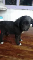 peludo