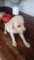 peludo