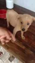 peludo