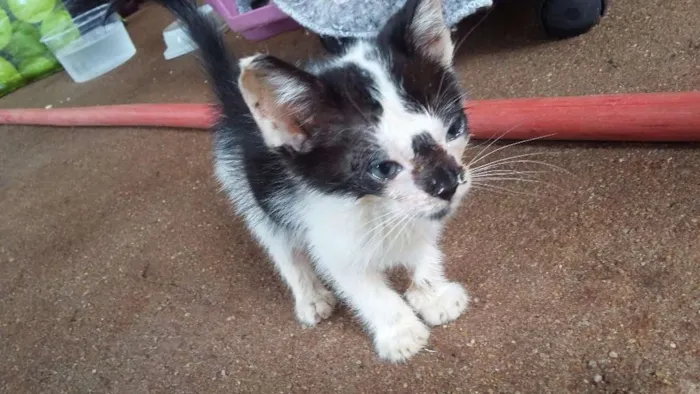 Gato ra a INDEFINIDO idade Abaixo de 2 meses nome INDEFINIDO