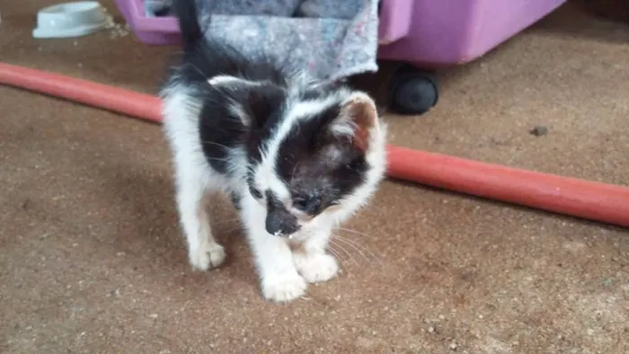 Gato ra a INDEFINIDO idade Abaixo de 2 meses nome INDEFINIDO