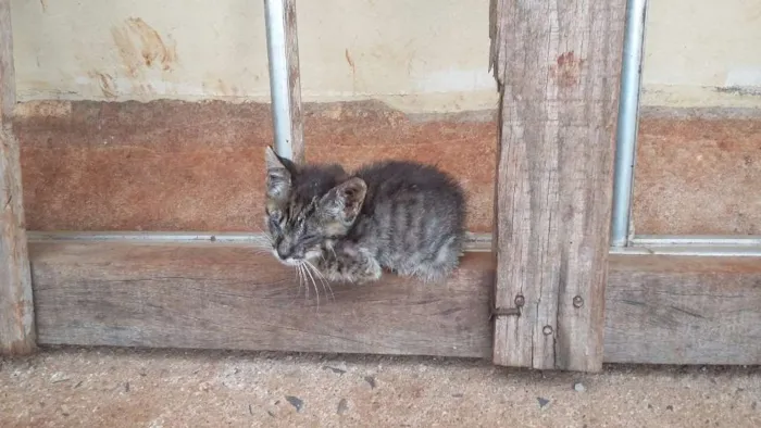Gato ra a INDEFINIDO idade Abaixo de 2 meses nome INDEFINIDO
