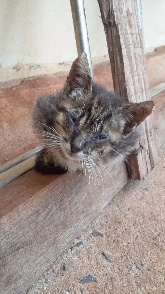 Gato ra a INDEFINIDO idade Abaixo de 2 meses nome INDEFINIDO