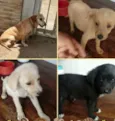 peludo