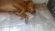 teddy