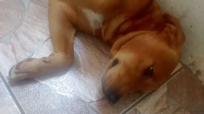 Cachorro ra a desconhecida  idade 3 anos nome teddy