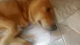 teddy