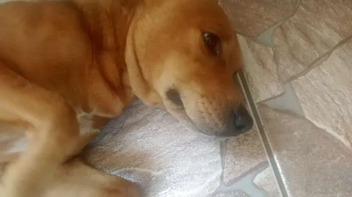 Cachorro ra a desconhecida  idade 3 anos nome teddy