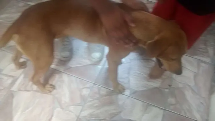 Cachorro ra a desconhecida  idade 3 anos nome teddy