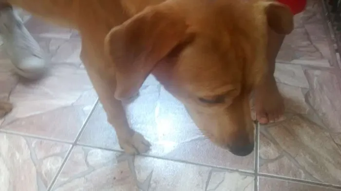 Cachorro ra a desconhecida  idade 3 anos nome teddy
