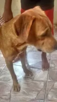 teddy