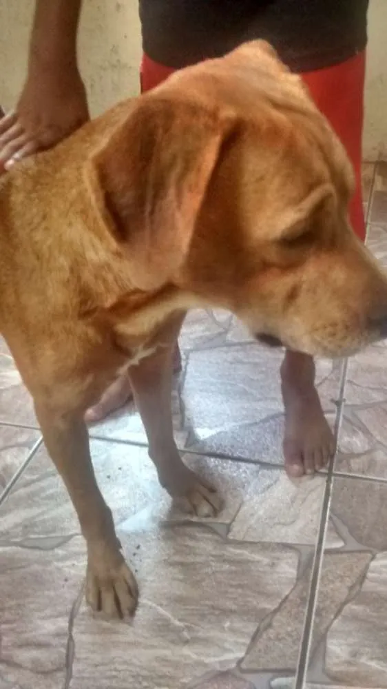 Cachorro ra a desconhecida  idade 3 anos nome teddy